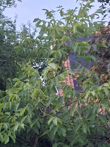Persian walnut