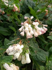 Symphytum × hidcotense