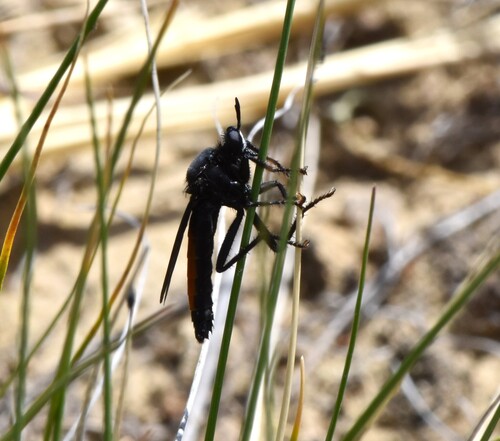 Ospriocerus