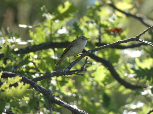 Western Bonelli's Warbler