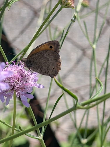 Meadow Brown