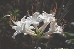 Rhododendron atlanticum