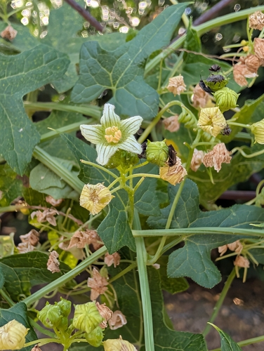 White Bryony