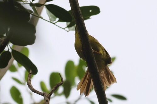 Flavescent Warbler (Myiothlypis flaveola), photo 10