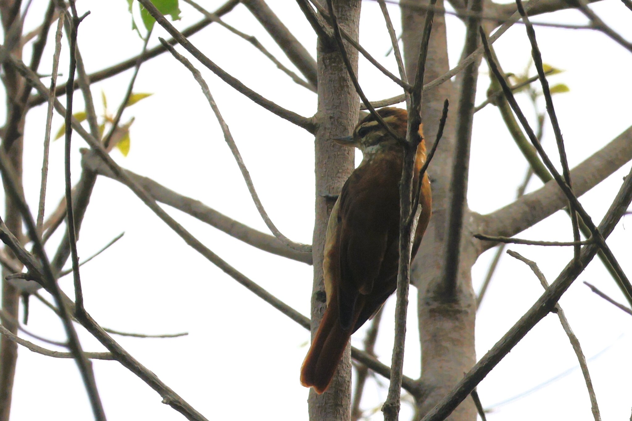 Streaked Xenops (Xenops rutilans), photo 9