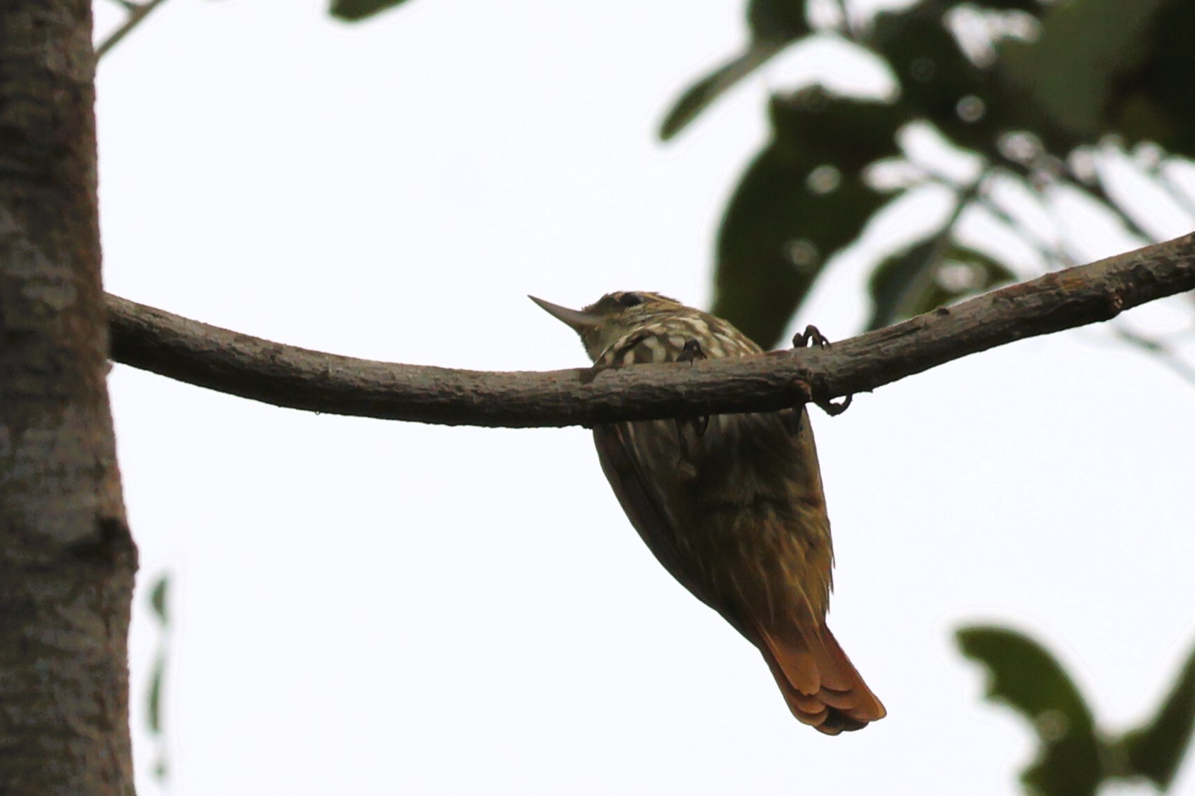 Streaked Xenops (Xenops rutilans), photo 8