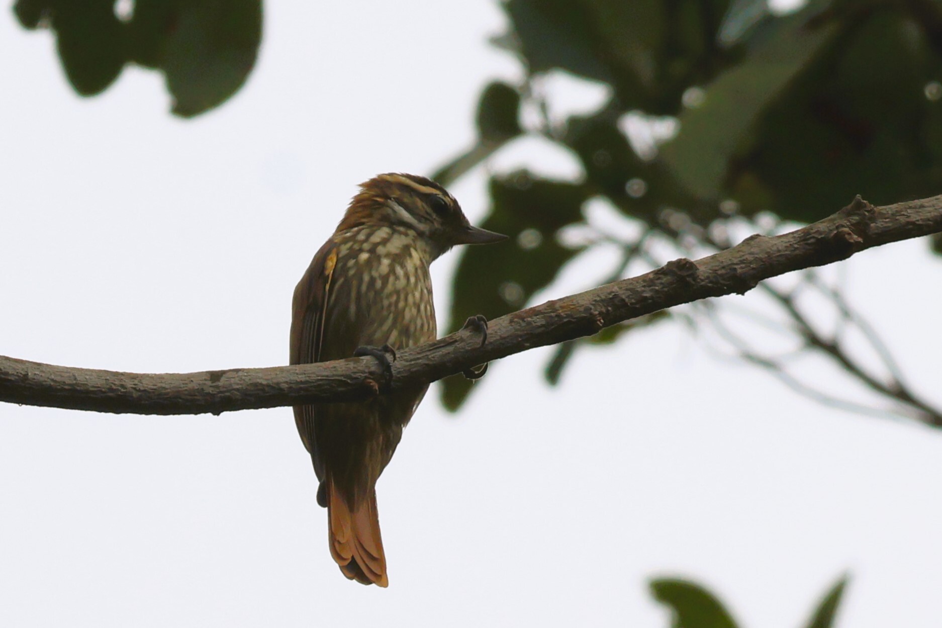 Streaked Xenops (Xenops rutilans), photo 6