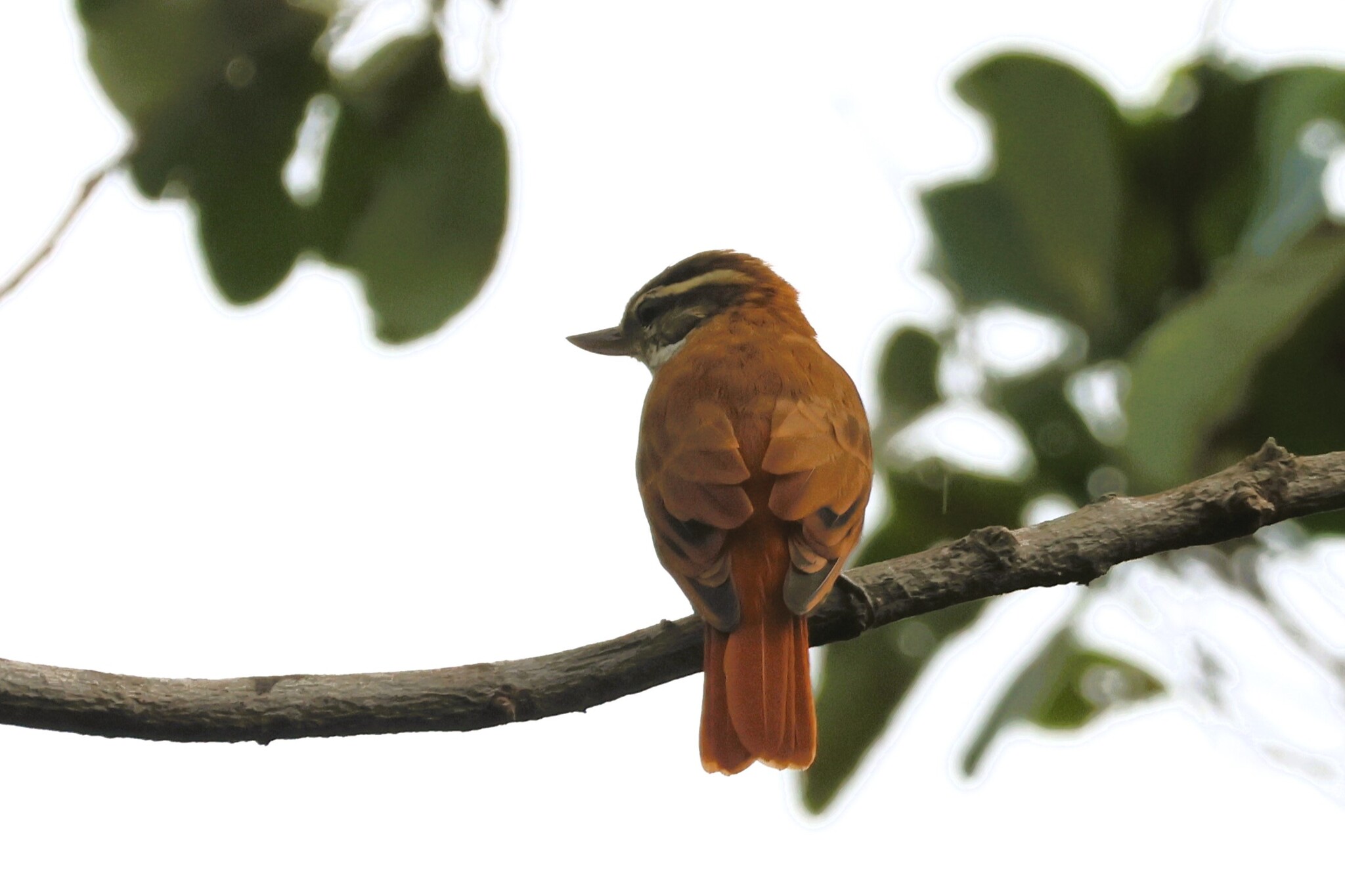 Streaked Xenops (Xenops rutilans), photo 7