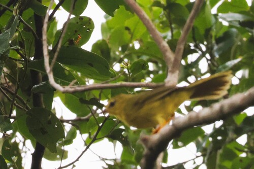 Flavescent Warbler (Myiothlypis flaveola), photo 2