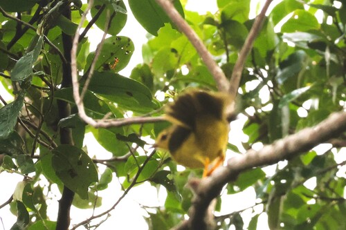 Flavescent Warbler (Myiothlypis flaveola)