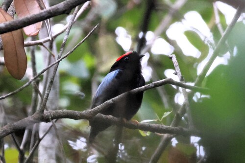 Blue-backed Manakin (Chiroxiphia pareola)