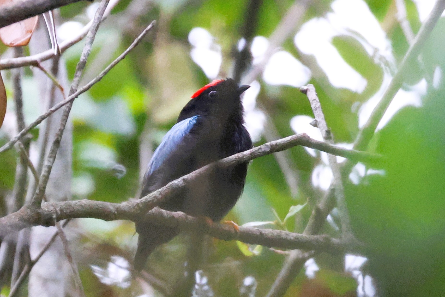 Blue-backed Manakin (Chiroxiphia pareola), photo 2
