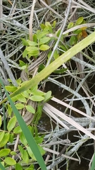 Nerodia clarkii clarkii