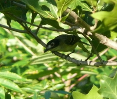Vireo atricapilla