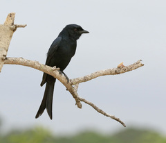 Dicrurus adsimilis fugax