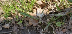 Erythronium albidum