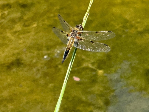 Four-spotted Skimmer