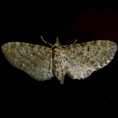Eupithecia fletcherata