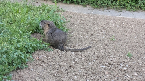 Coypu