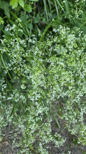 white bedstraw