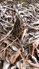 Morchella rufobrunnea