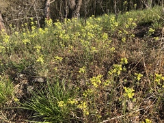 Erysimum crepidifolium