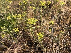 Erysimum crepidifolium