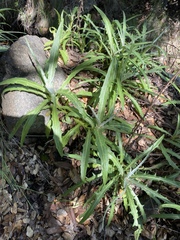 Stephanomeria cichoriacea