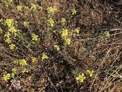 Erysimum crepidifolium