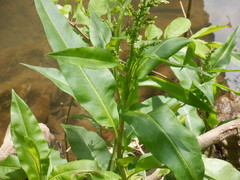 Rumex altissimus