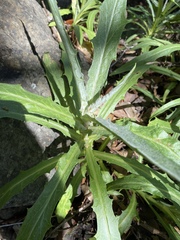 Stephanomeria cichoriacea