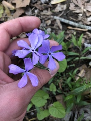 Phlox divaricata