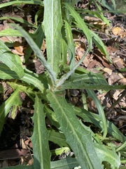 Stephanomeria cichoriacea