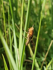 Omocestus