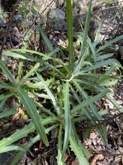 Stephanomeria cichoriacea