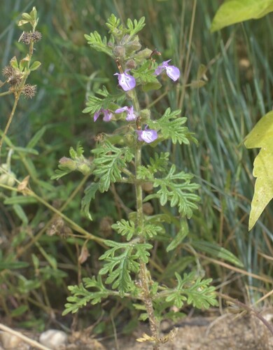 Cut-leaved Germander