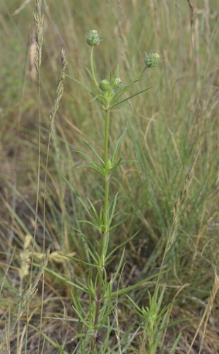 Branched Plantain