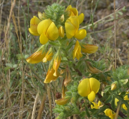 yellow restharrow