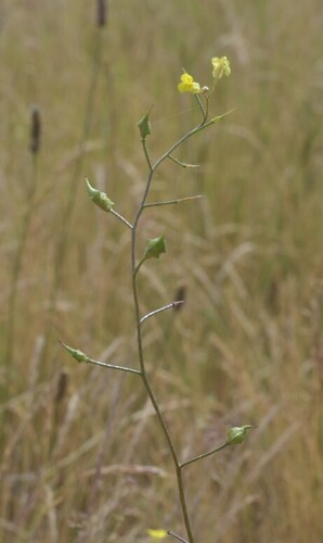 Southern Warty-cabbage