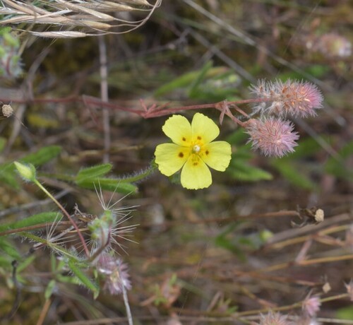 Spotted Rock-rose