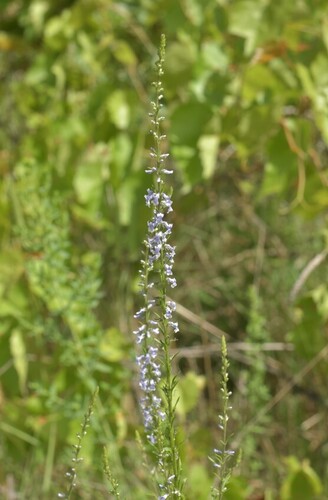 Daisy-leaved Toadflax