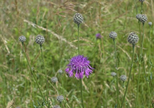 Greater Knapweed