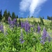 Silvery Lupine - Photo (c) Stephanie, some rights reserved (CC BY-NC-ND), uploaded by Stephanie