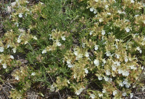 Mountain Germander