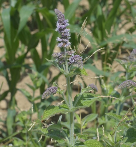Horse Mint