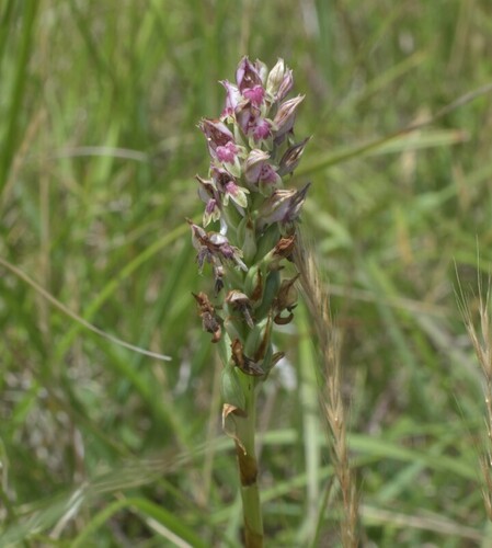 Scented Orchid