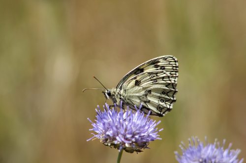 Marbled White