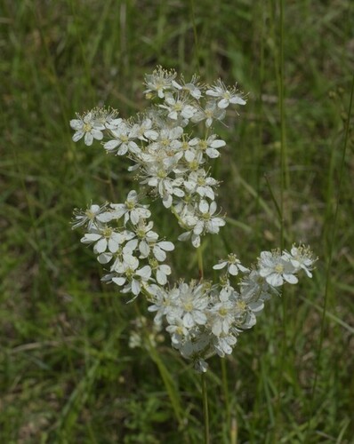 Dropwort