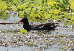 Gallinula galeata