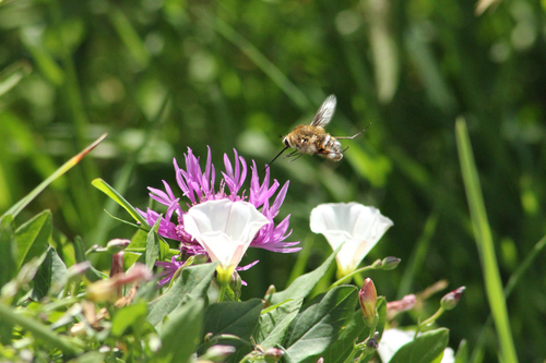 Bombylius cruciatus
